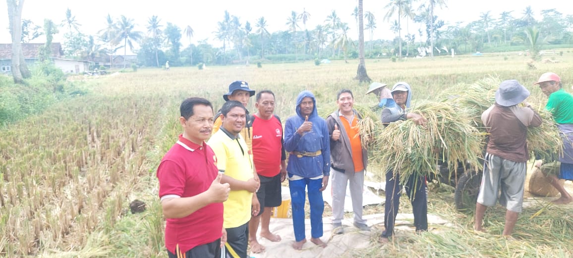 CAMAT PADANG dan Balai Penyuluhan Pertanian (BPP) Kec.Padang MEMANTAU PANEN PADI Varietas P.50 