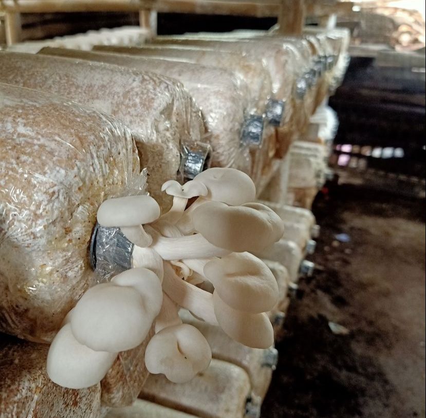 MANFAATKAN LIMBAH MENJADI BERKAH (JAMUR TIRAM)